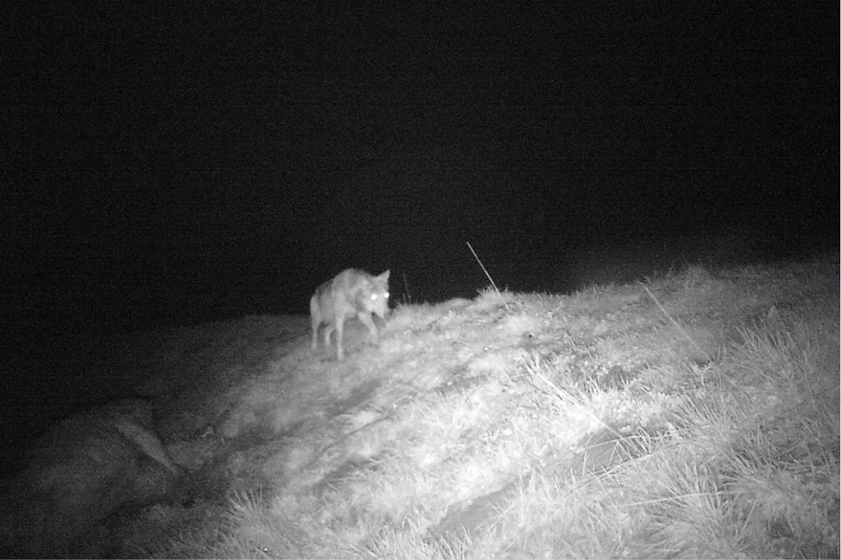 Säntis AR – Wolf reisst Hirschkuh im Jagdbanngebiet
