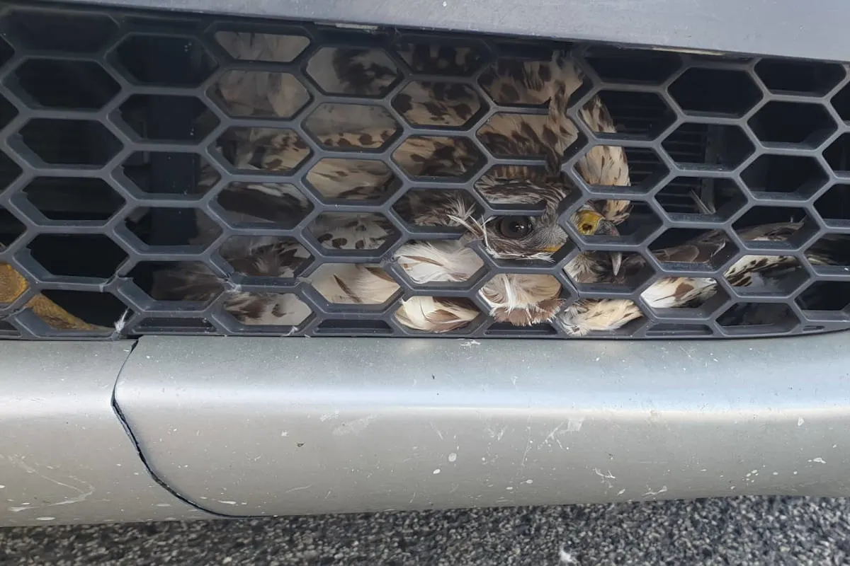 Unfall A61 Mendig - Ein tierischer Unfall der etwas anderen Art