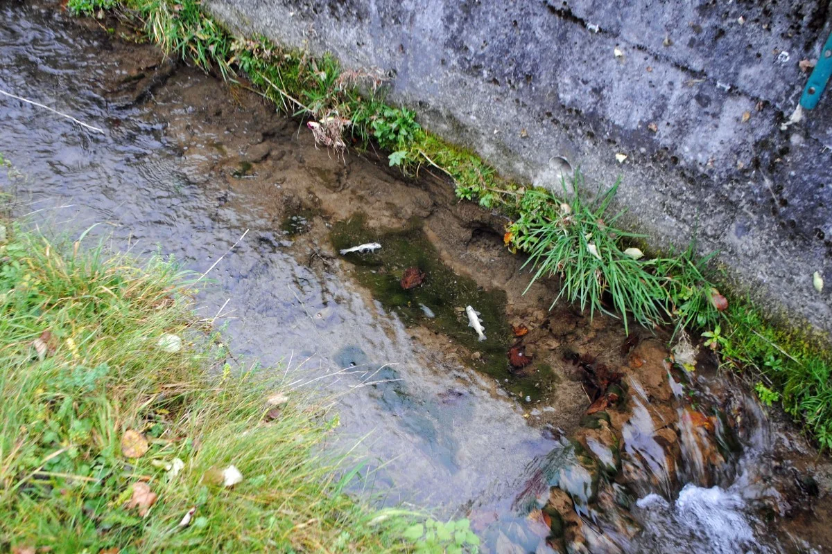 Luzern - Gewässerverschmutzung durch Betonwasser führt zu Fischsterben