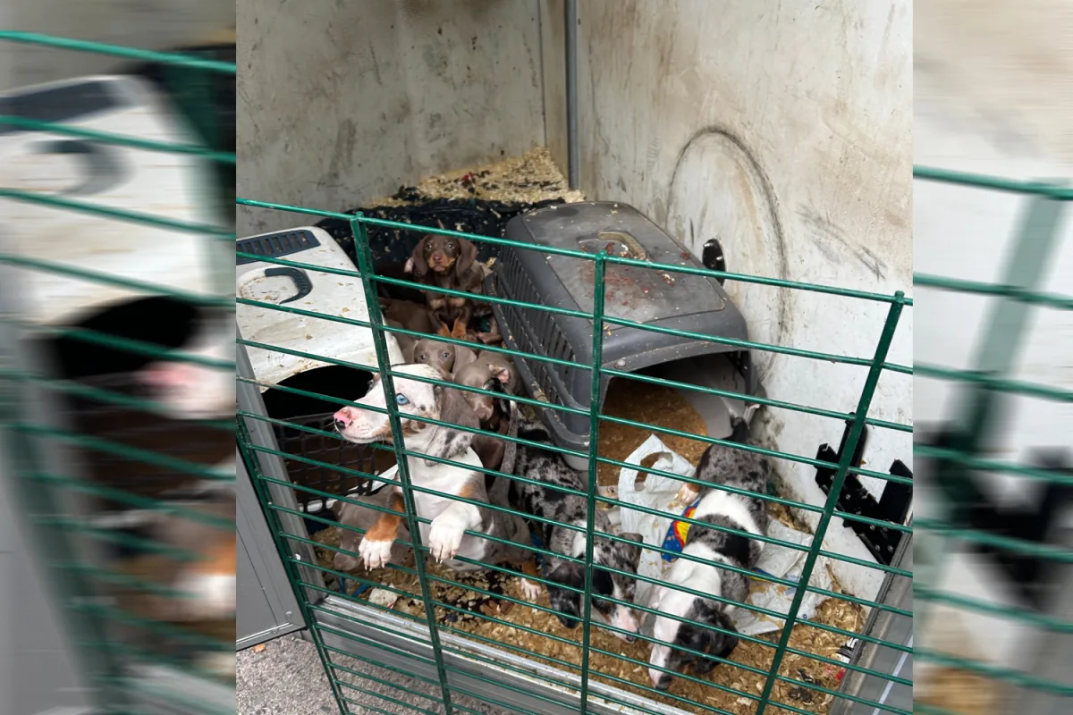 Mehrere Hunde sind in engen, verschmutzten Käfigen hinter einem Metallzaun gefangen. Sie blicken neugierig nach draußen.