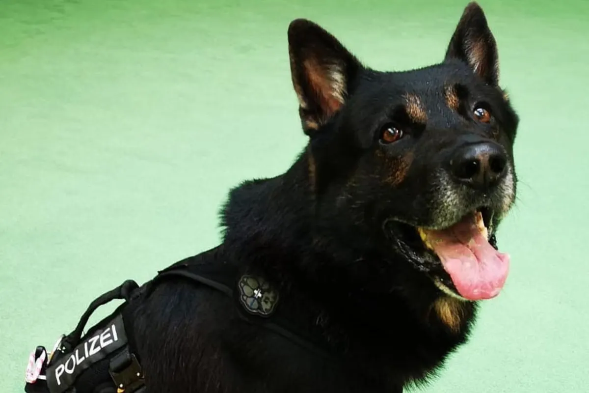 Schindellegi SZ - Kokain von rund 200'000 Franken sichergestellt - Polizeihund Indiro ist erfolgreich