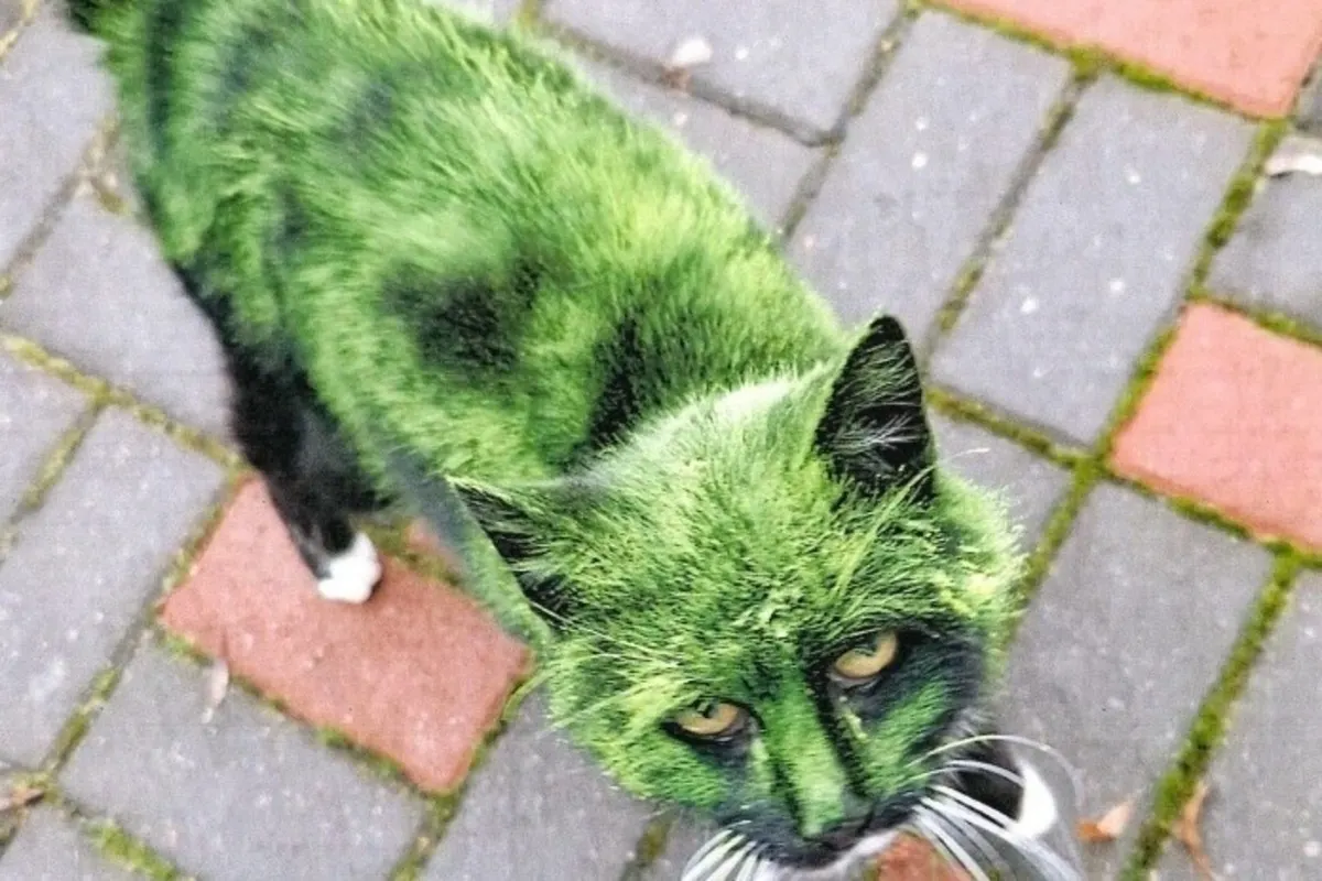 Westgreußen TH - Angriffe gegen Katzen