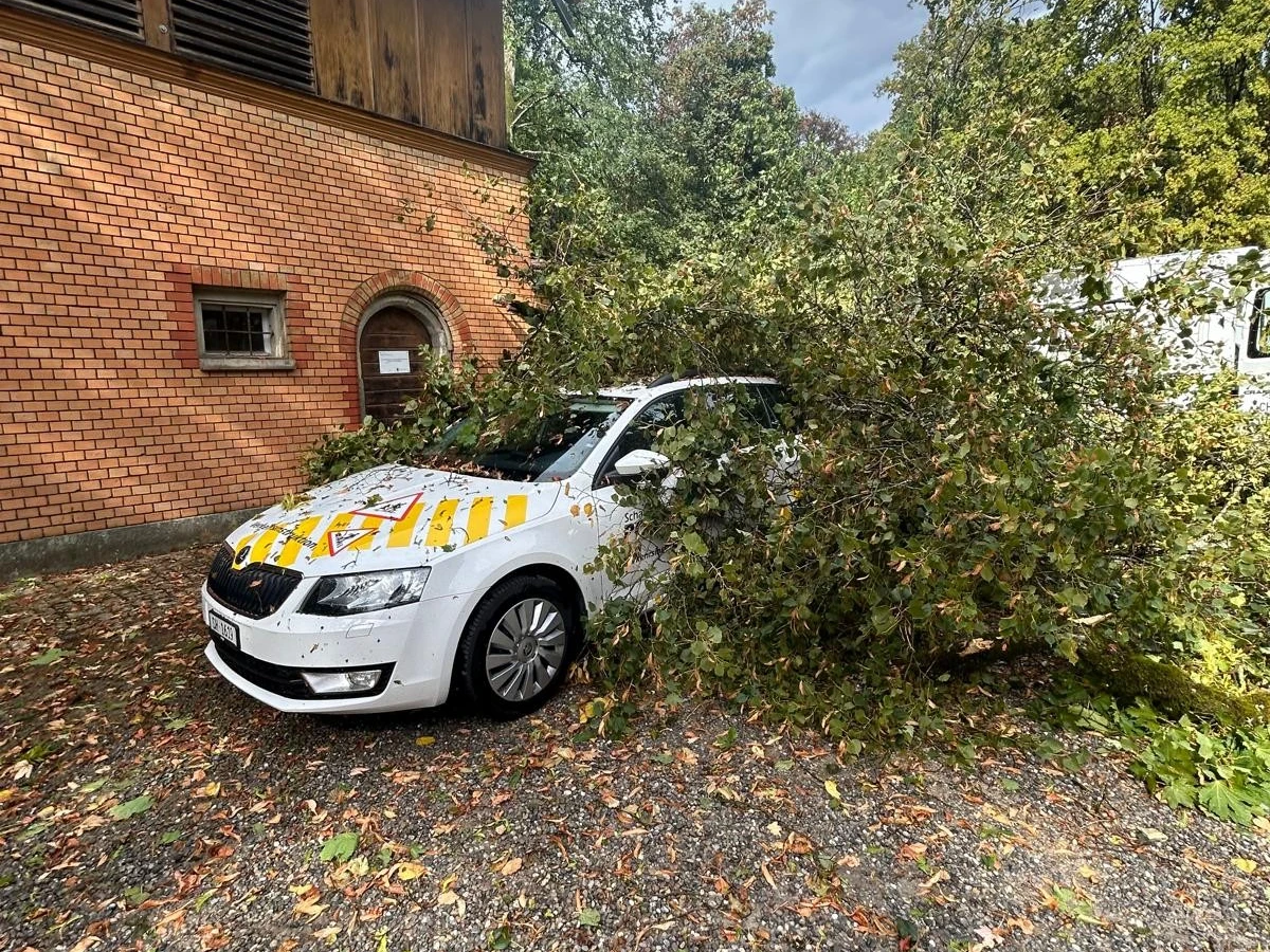 Ein weißes Auto ist teilweise von einem umgestürzten Baum bedeckt. Blätter und Äste sind auf der Motorhaube verteilt.