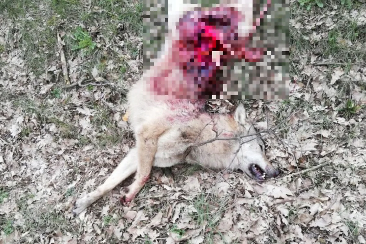 Wolf stirbt bei Verkehrsunfall