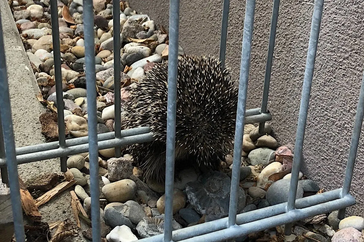 Igel steckt im Zaun fest