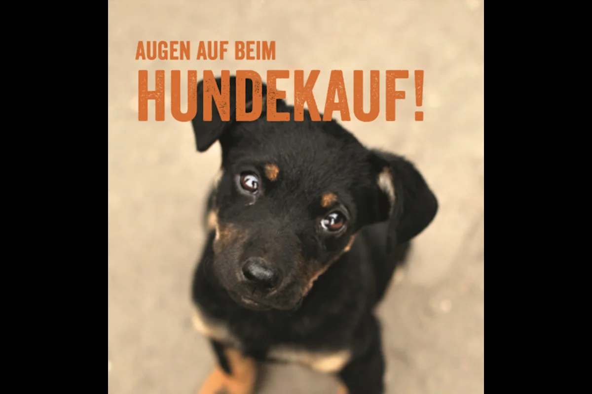 Augen auf beim Hundekauf