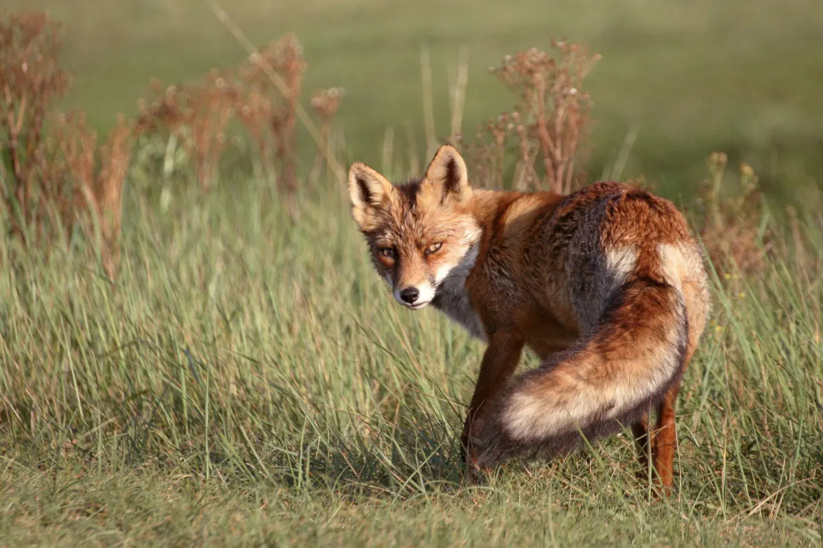 Ein rotbrauner Fuchs mit buschigem Schwanz steht auf einer Wiese und schaut zurück in Richtung Kamera. Das Gras ist hoch gewachsen.