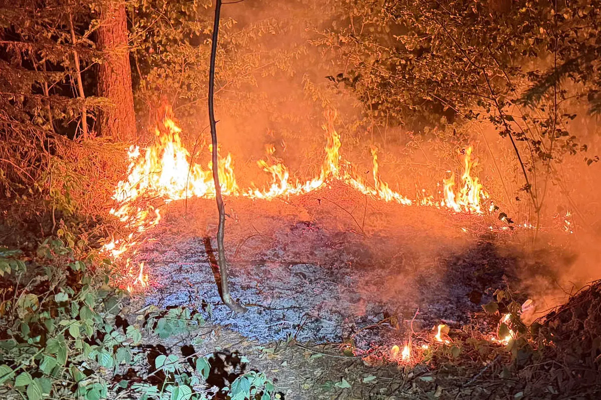 Ein Abschnitt des Waldbodens steht in Flammen, umgeben von Bäumen und dichter Vegetation bei Nacht.