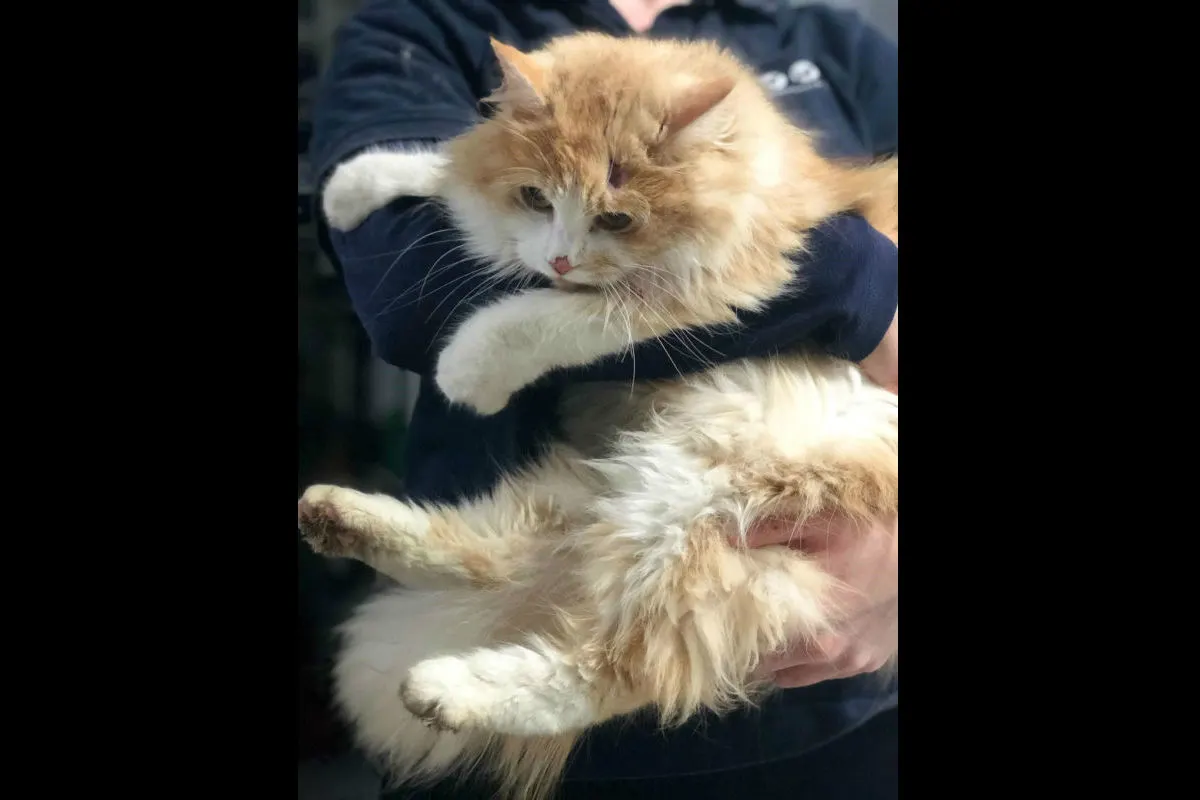 Unbekannter Autolenker fährt Katze an und flüchtet 