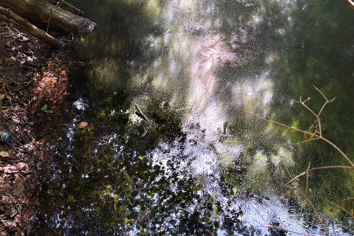 Die Wasseroberfläche zeigt Lichtspiegelungen und Blätter, angrenzend ist ein bewaldetes Ufer sichtbar.