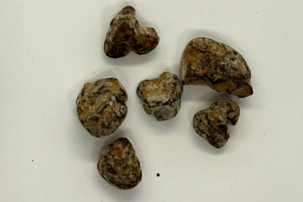 Bargen SH - Magic Mushrooms während Fahrzeugkontrolle entdeckt 