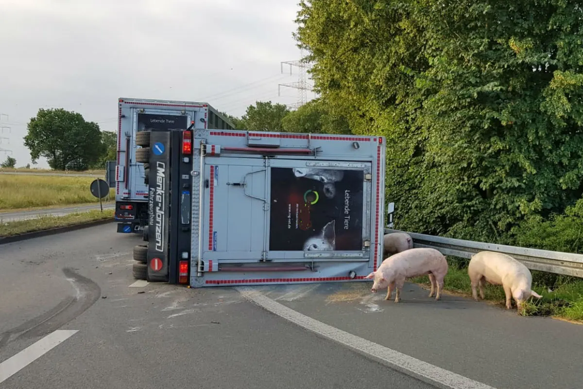 Umgestürzter Schweinetransporter, keine Personen verletzt