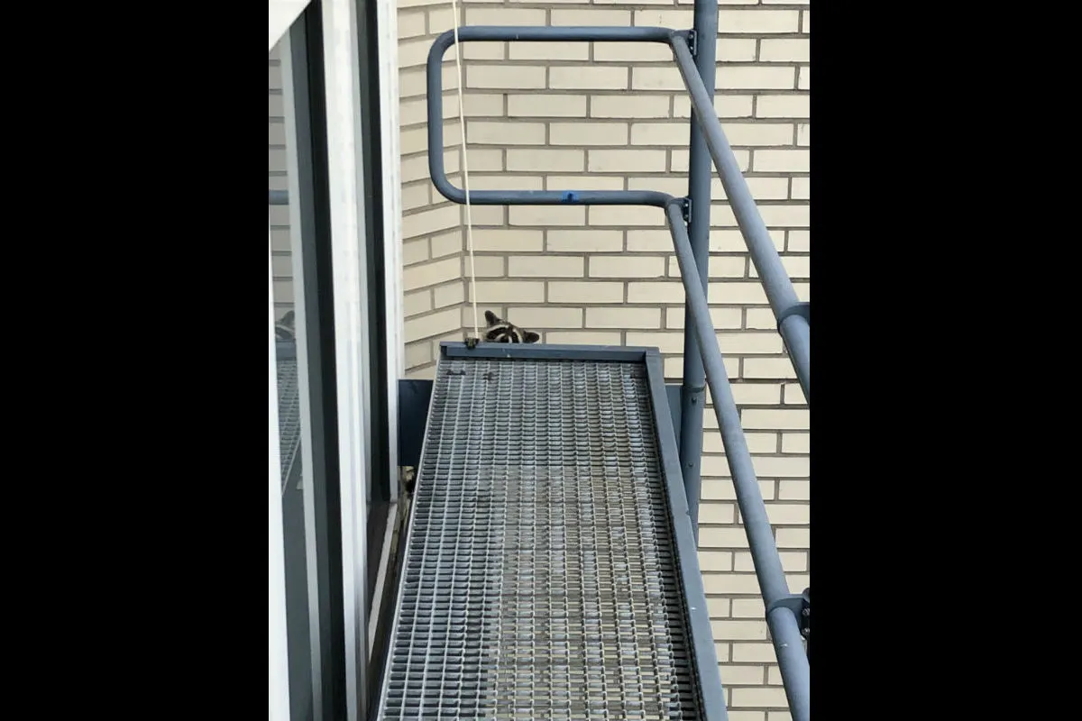 Waschbär erschreckt Raucher im Hinterhof