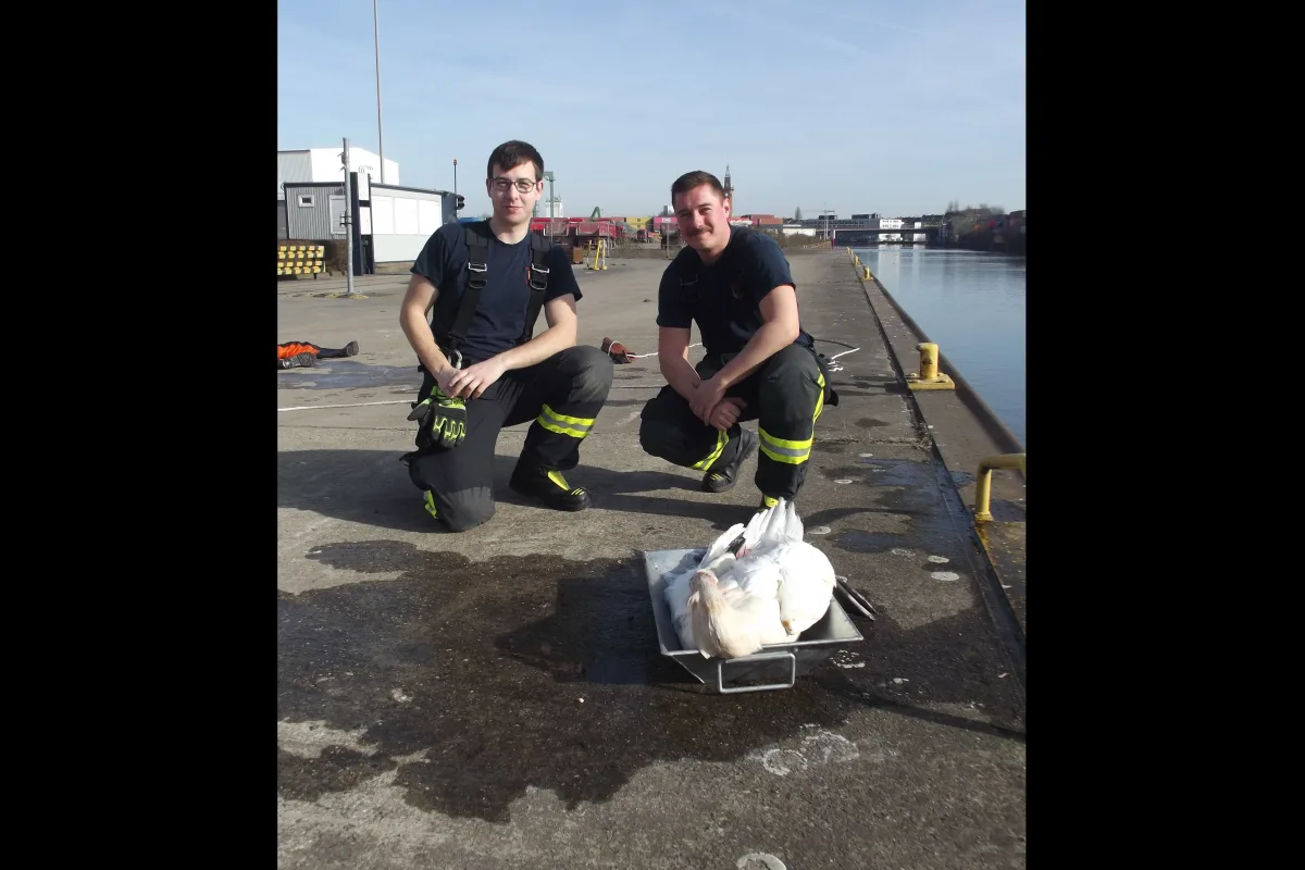 Tierrettung am Kanal, Feuerwehr rettet Schwan