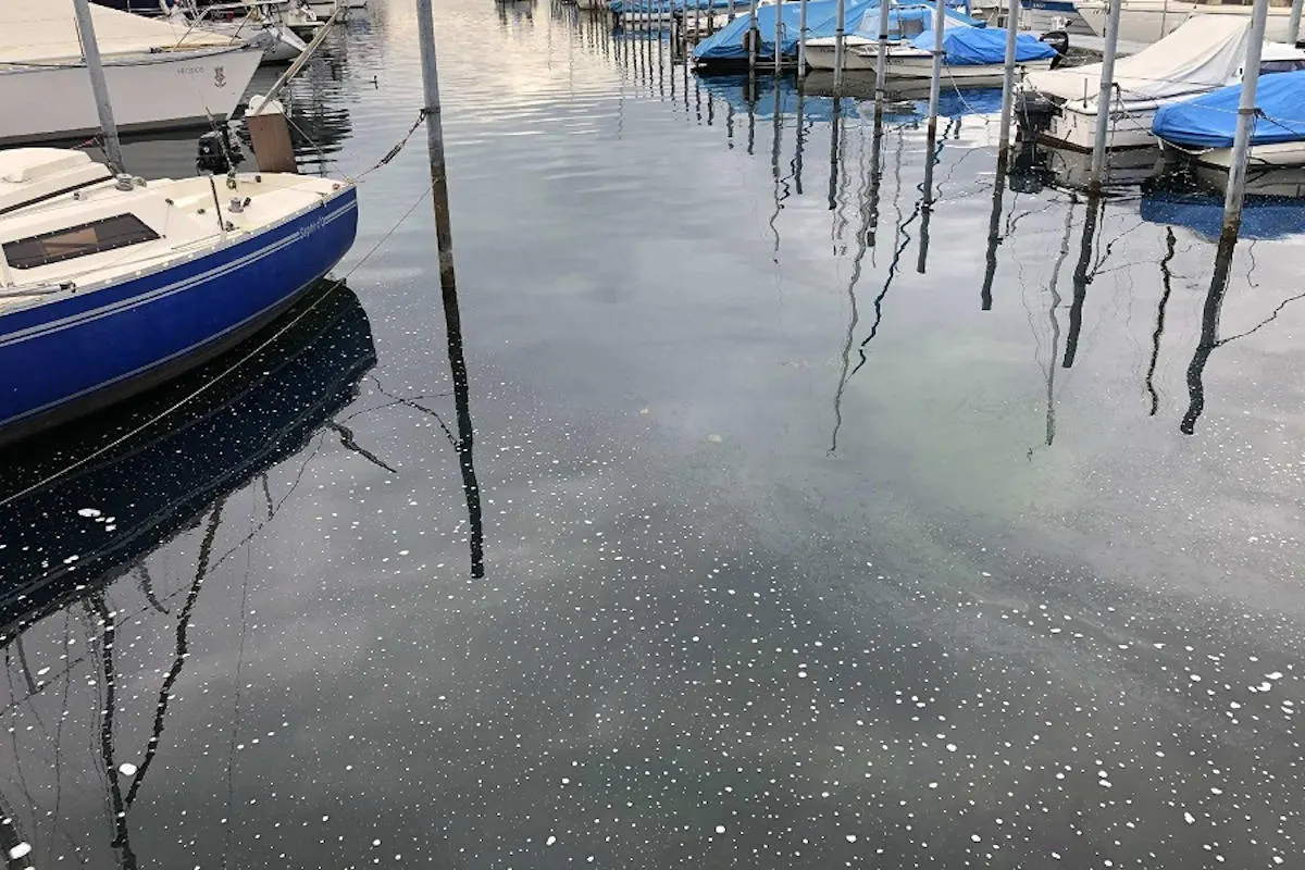 Zeugenaufruf Portalban FR – Verschmutzung im Hafen