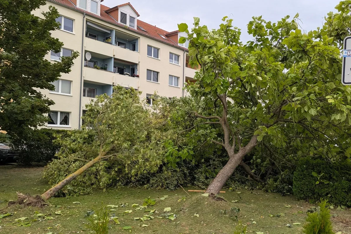 Mehrere große Bäume sind entwurzelt und liegen vor einem Mehrfamilienhaus. Einige Balkone sind im Hintergrund zu sehen.