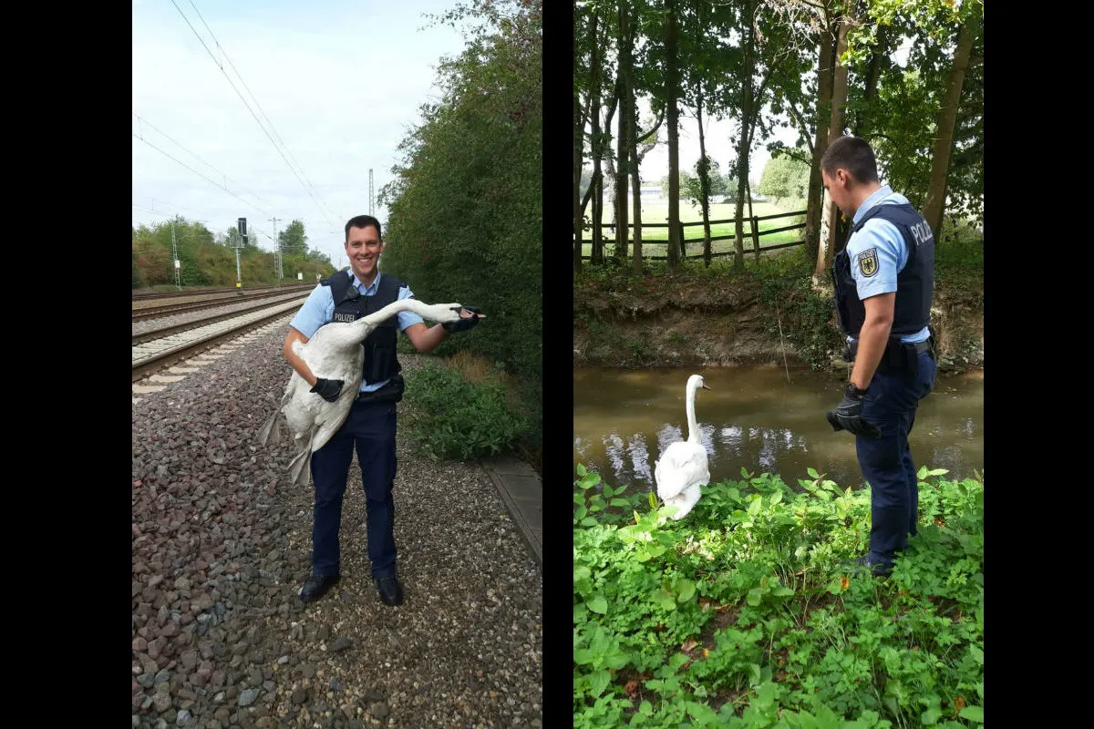 Düsseldorf - Bundespolizei bringt Schwan in Sicherheit
