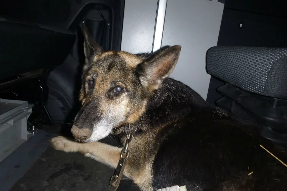 Wölfersheim - Hund überlebt Aussetzung nicht