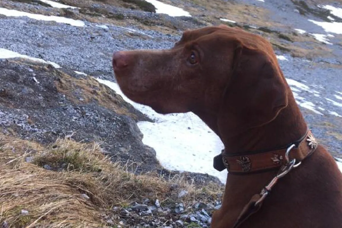 Spiringen UR - Hund durch Alpine Rettung Schweiz aus Steilhang gerettet