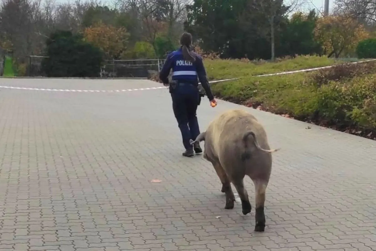 Deidesheim – Schweinischer Einsatz am helllichten Tag