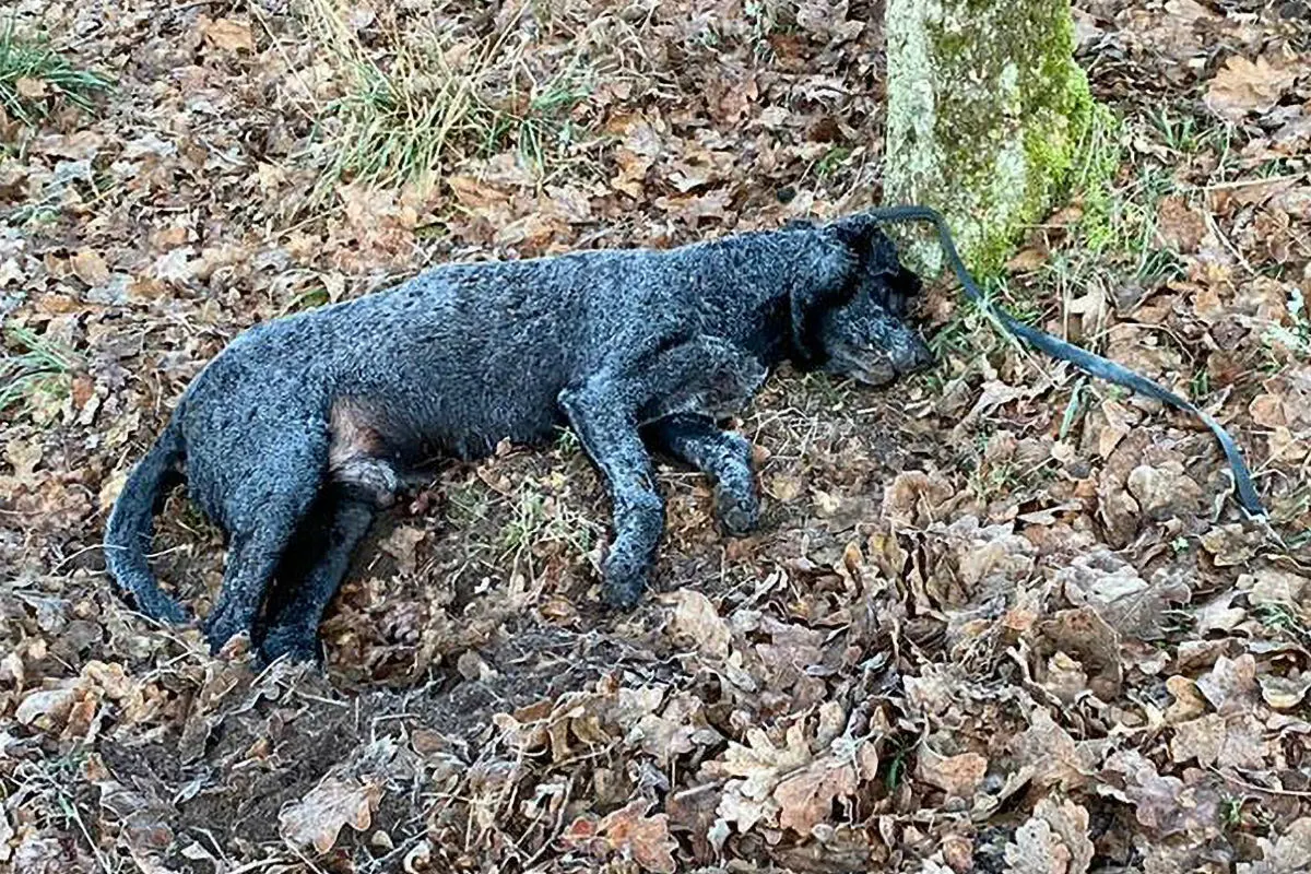 Völklingen - Wurde dieser Hund stranguliert? 