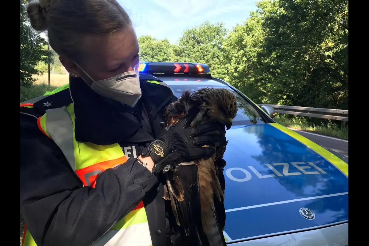 Wadgassen-Differten – Polizei rettet verletzten Bussard