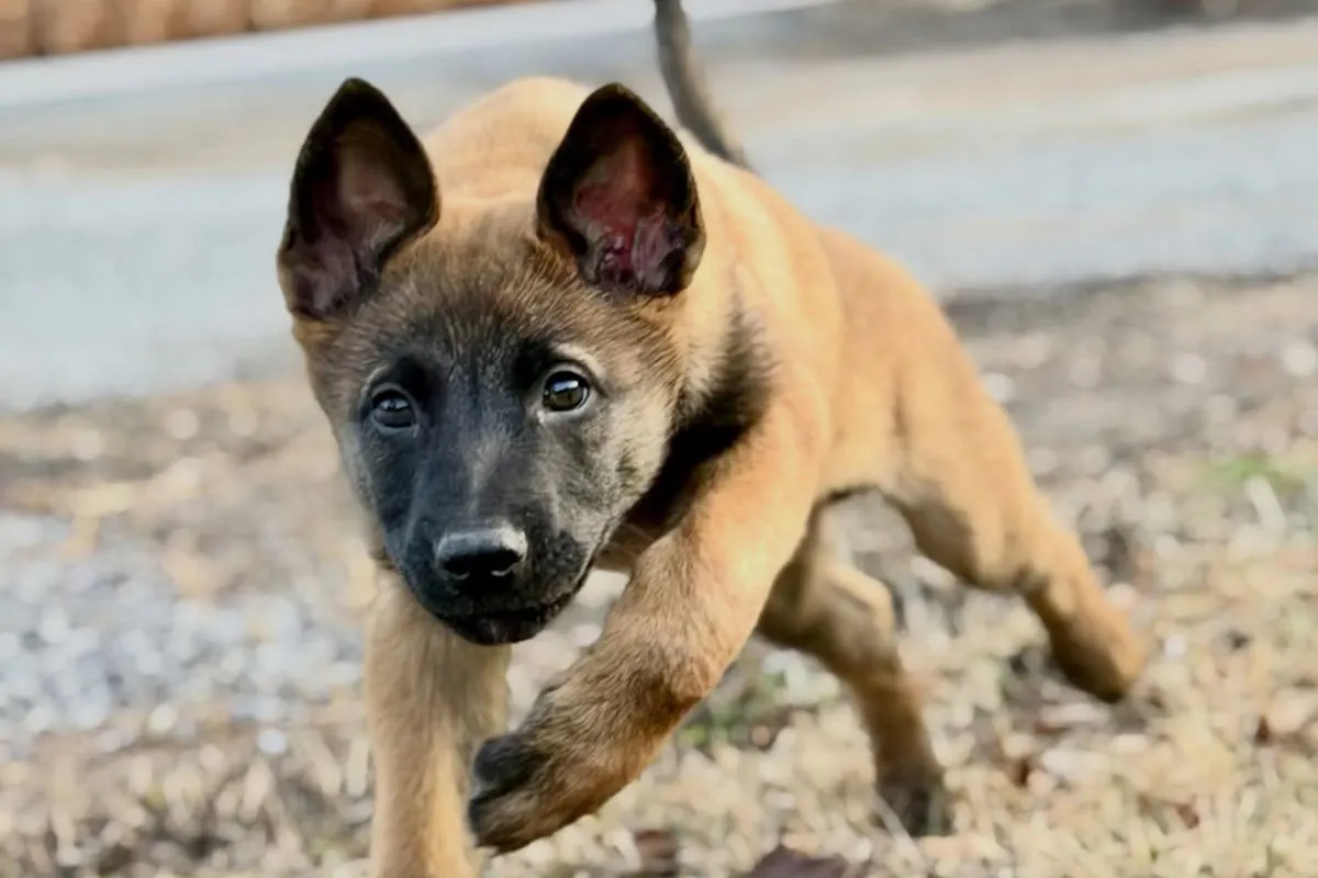 Vorarlberg – Zerox startet Ausbildung zum Polizeihund