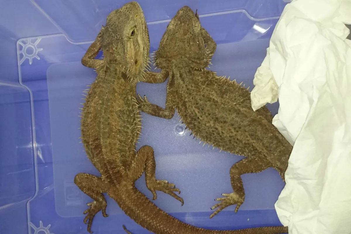 Mesolcina GR - Mehrere Dutzend exotische Tiere beschlagnahmt