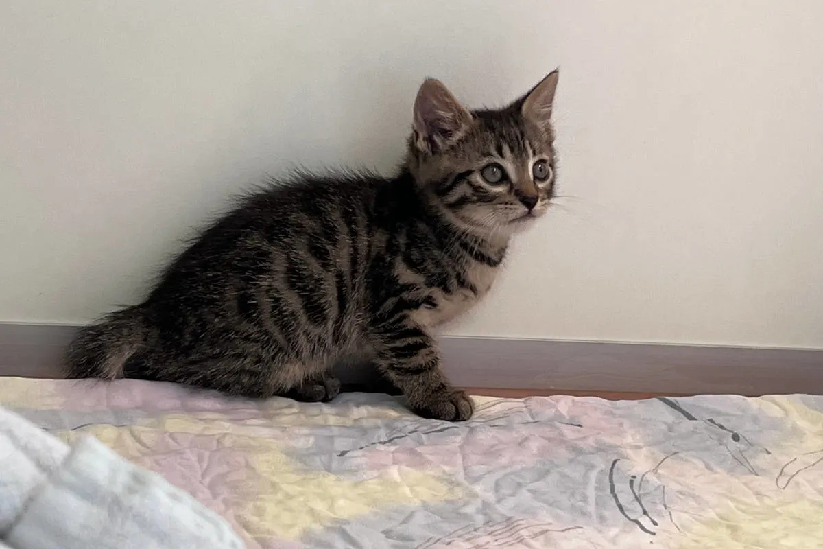 Wien – Mutterkatze und Kitten vor sicherem Tod gerettet