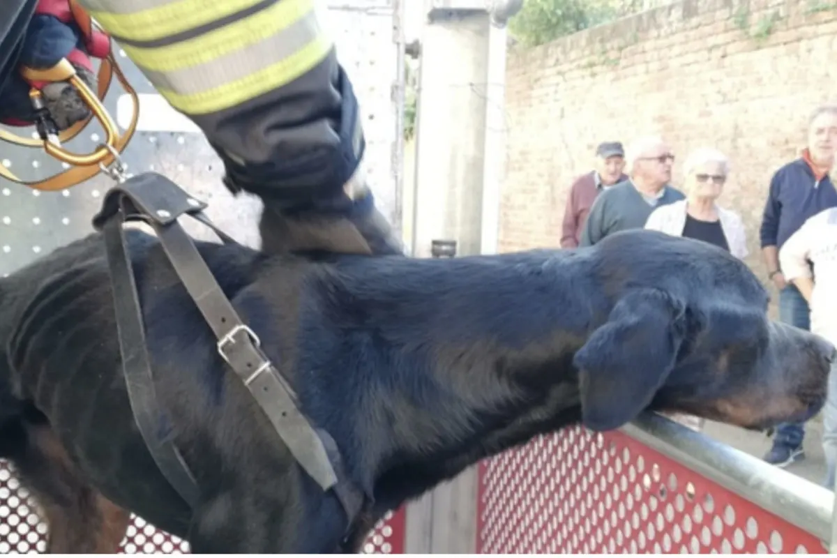 Mann lässt seinen Hund in der alten Wohnung ohne Futter  zurück
