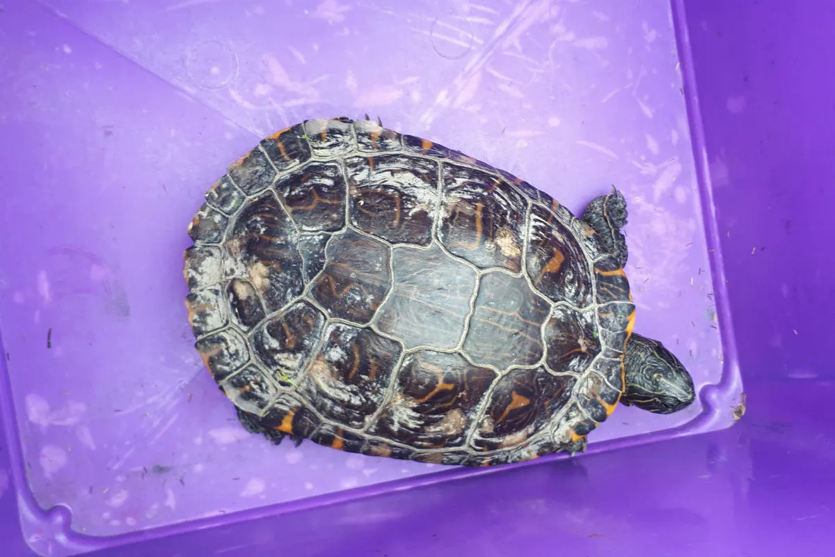 Bundespolizisten beenden Spaziergang von Schildkröte "Susi"
