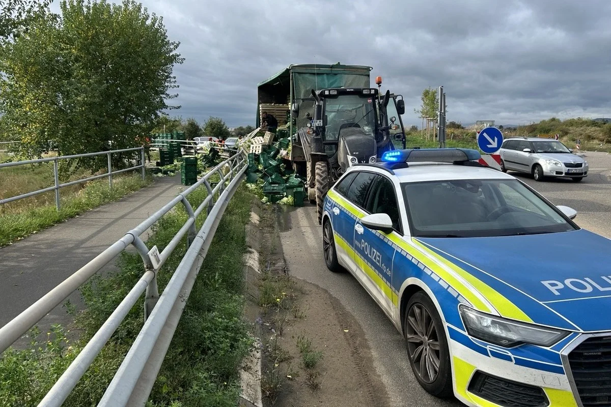 Hochdorf-Assenheim - Mehr als 100 Kisten Salat und Sellerie verloren