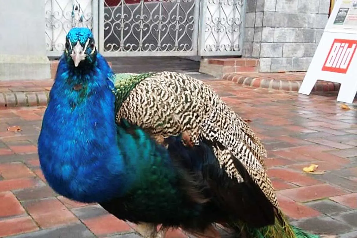 Unfall in Jever - Pkw kollidiert mit einem Pfau vom Schlossgarten