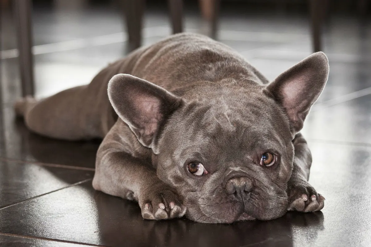 Verwahrloste französische Bulldogge vor Aldi zurückgelassen!