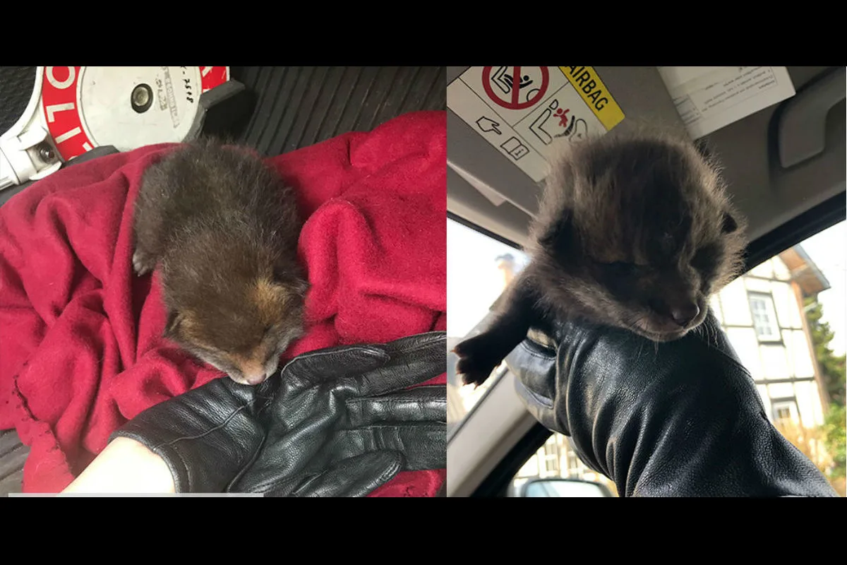 Fuchswelpe von der Autobahn gerettet