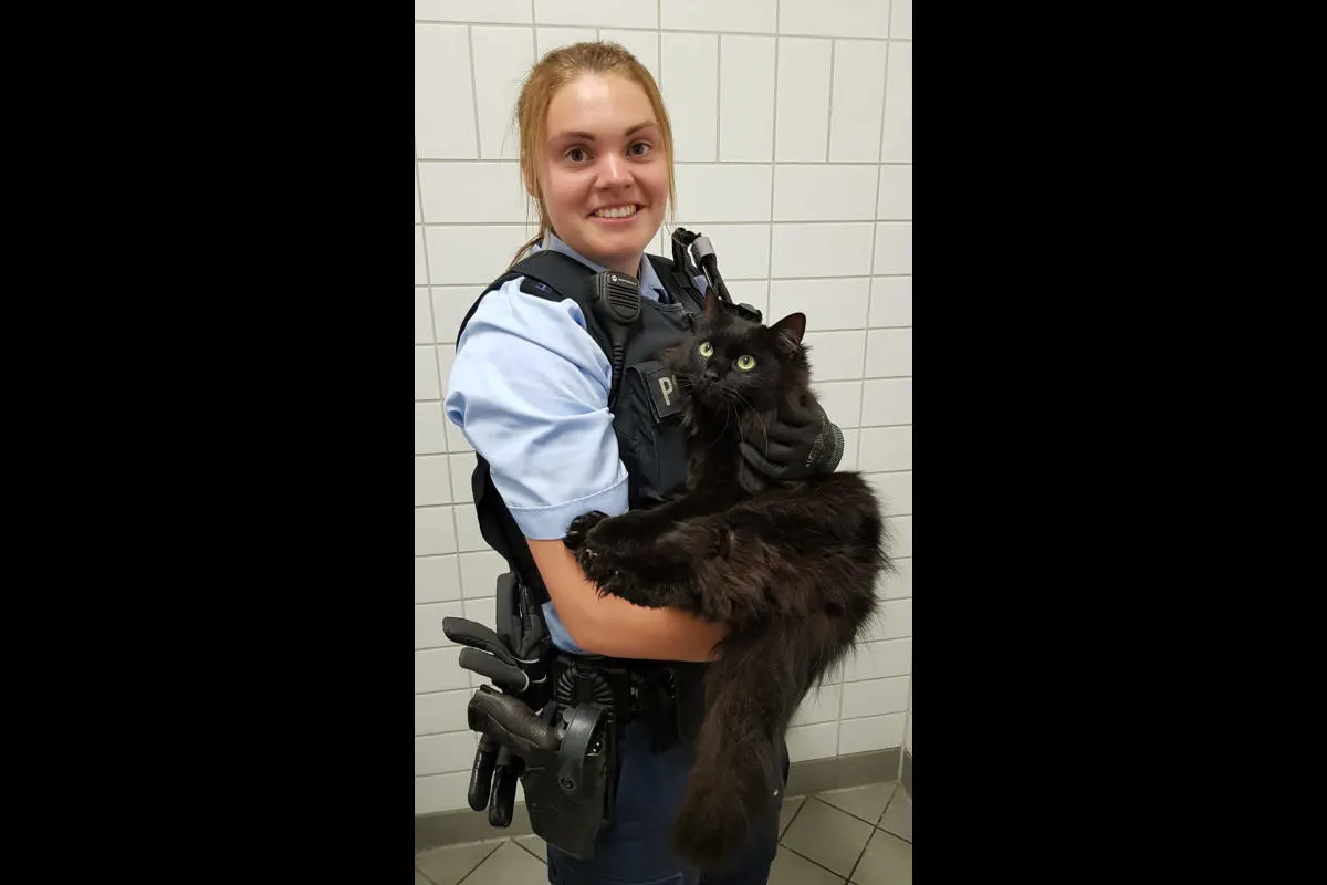 Maine-Coon-Katze von Gleisen gerettet