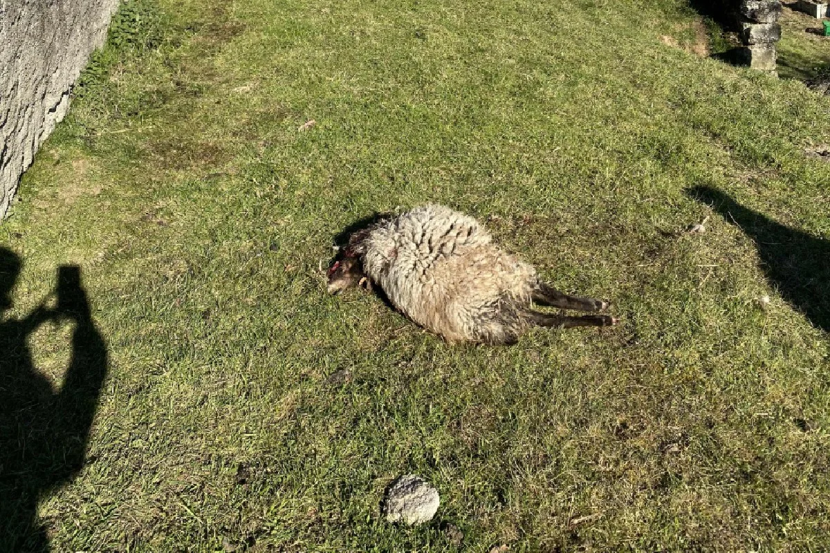 Habsburg AG - Hund soll Schaf gerissen haben!
