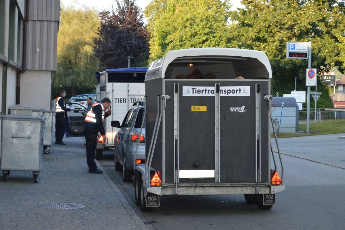 Polizeikontrollen in Herisau AR - Mehr als 35 Tiertransporte wurden begutachtet