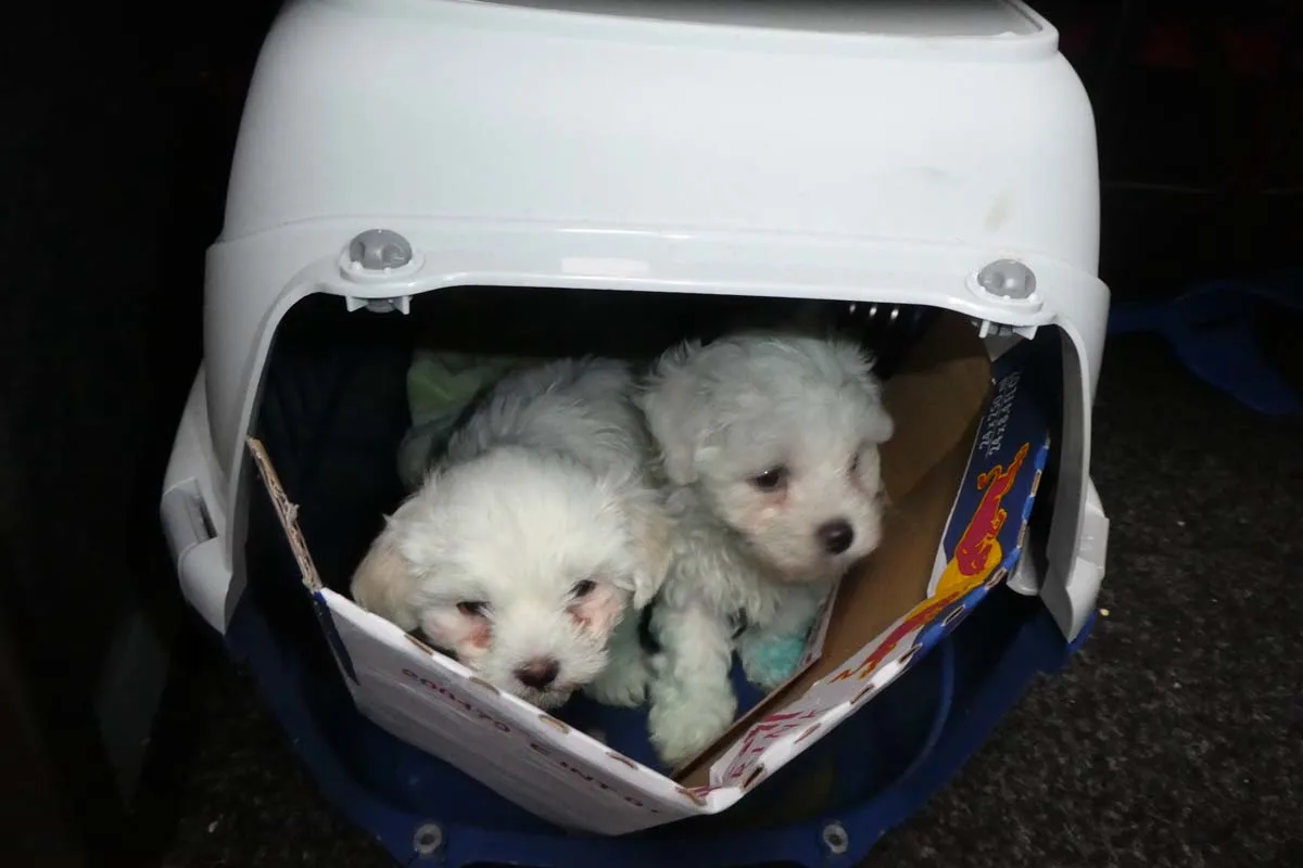 Weihnachtsgeschenke in Mühlhausen - Zoll stoppt Schmuggel von Hundewelpen