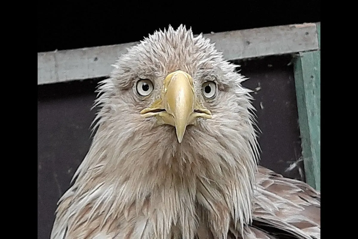 Drakenburg – Verletzten Seeadler aufgegriffen