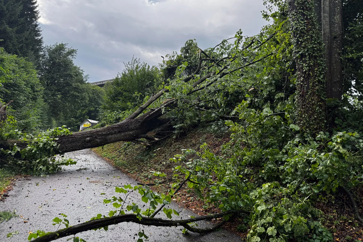 Ein großer Baum ist über die gesamte Breite einer asphaltierten Straße gestürzt. Das umliegende Gebiet ist grün und bewaldet.