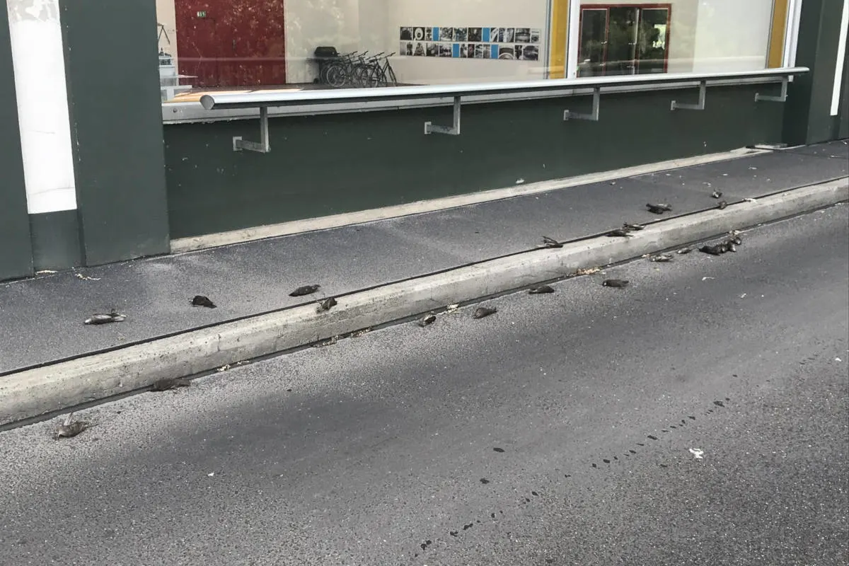 Birsfelden BL - 32 Singdrosseln sterben wegen nächtlichem Gewitter