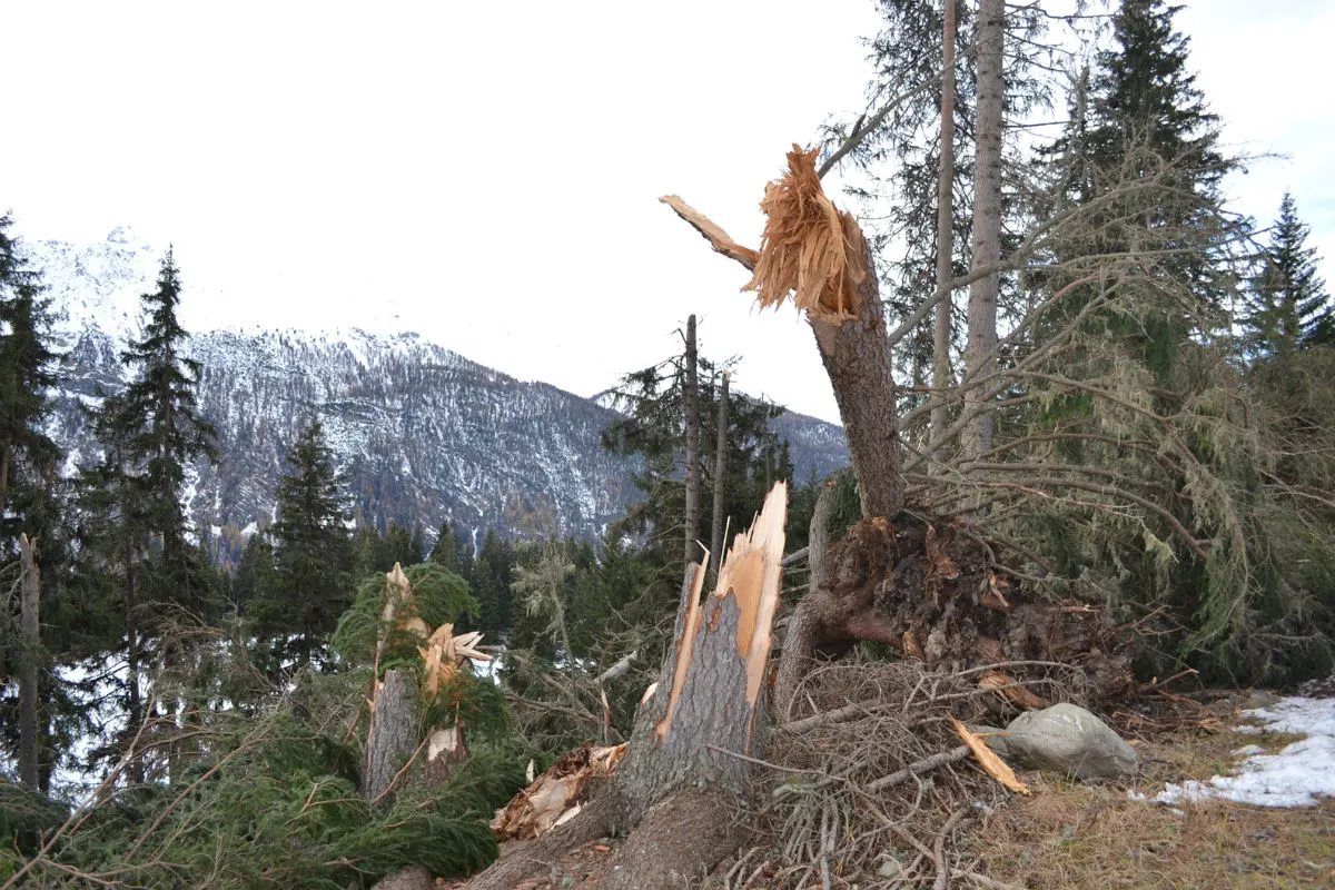 Graubünden GR - Die Folgen von Sturm "Vaia" im Wald