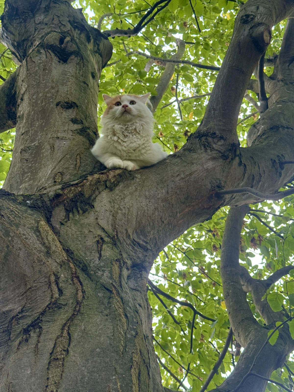 Eine weiße Katze mit rotbraunen Flecken sitzt auf einem dicken Ast eines Baumes zwischen dichtem Laubwerk.