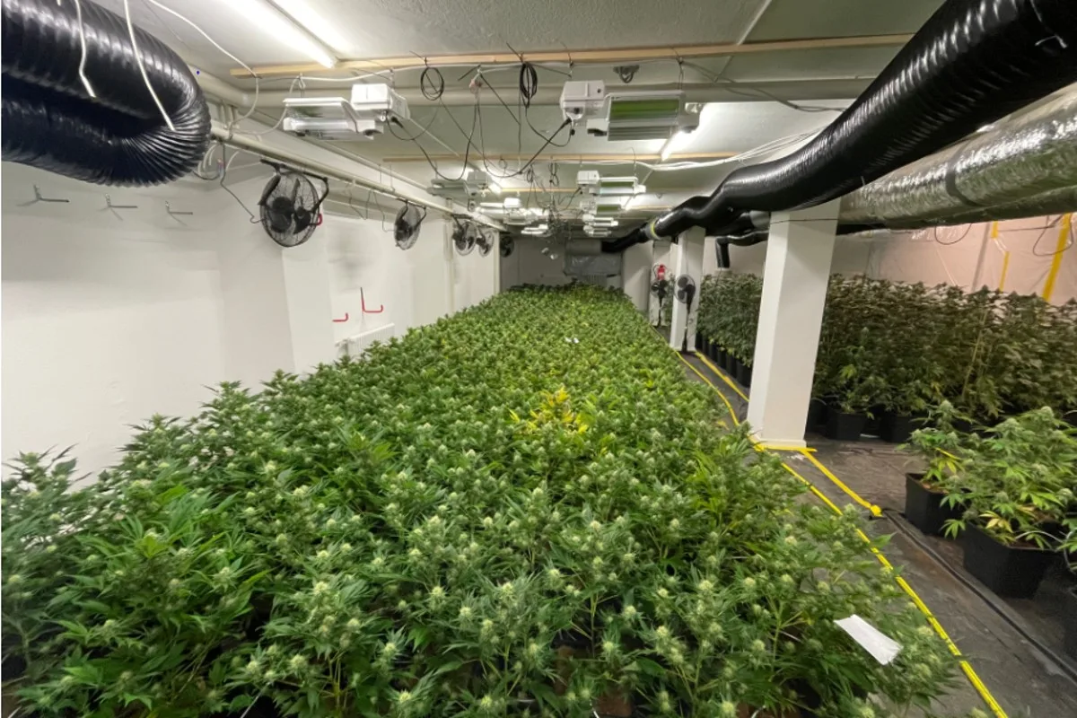 Aarberg BE - Hanf-Indooranlage aufgeflogen