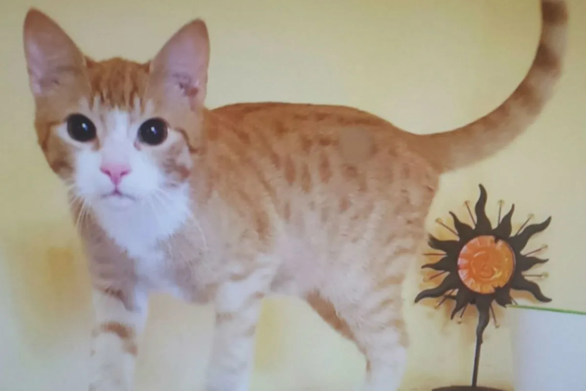 Kater Yogi vermisst - Zeugenaufruf