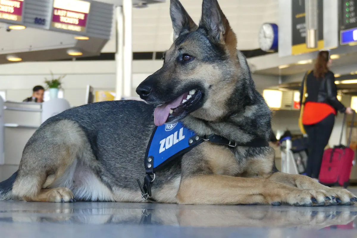 Spürhund Zaro erschnüffelt drei Kilogramm Kokain in Reisetasche