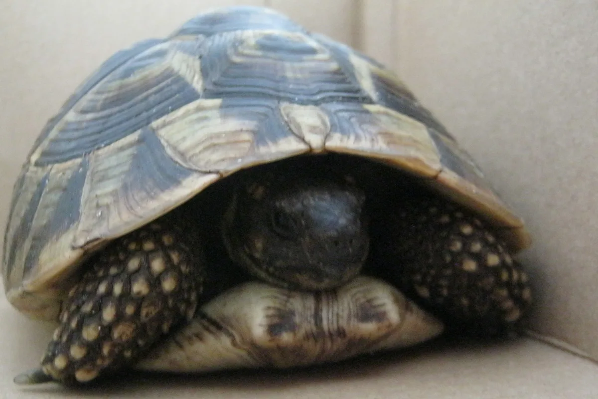 B5 Risum-Lindholm SH – Polizei findet Landschildkröte auf Bundesstraße