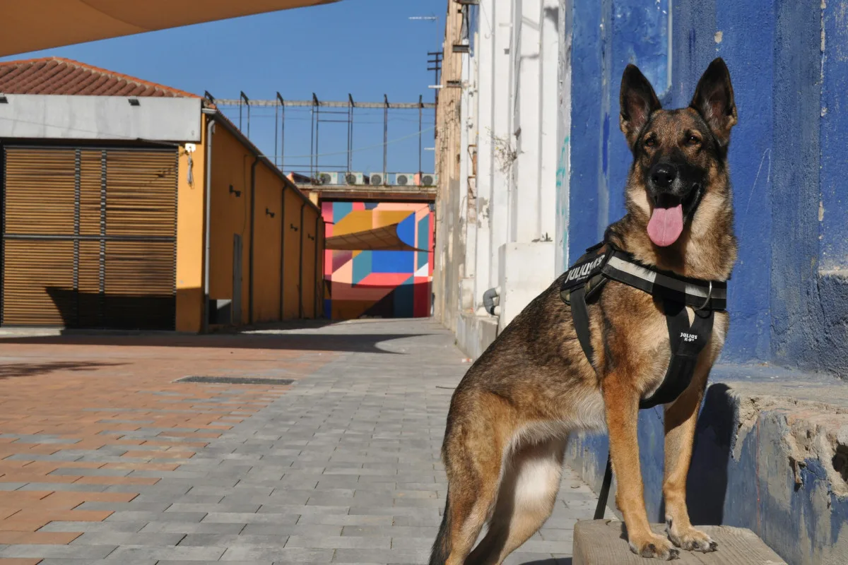 Wie Polizeihunde Polizeieinsätze unterstützen
