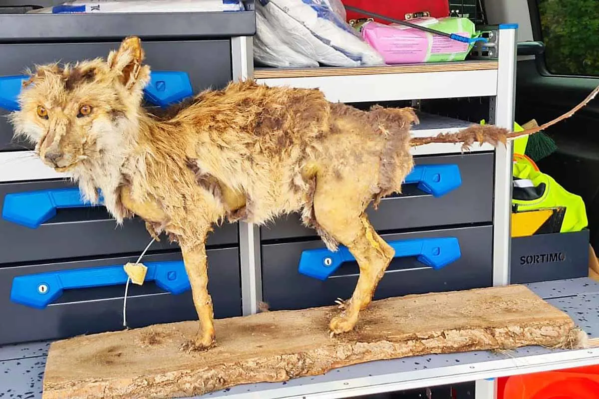 Castrop-Rauxel - Fuchs sorgt für Aufregung und Polizeieinsatz